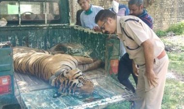 मकुंदरा हिल्स  में बाघ MT3 की मौत