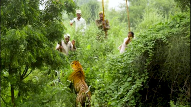ट्रेकिंग करते वनकर्मी पर बाघ का हमला