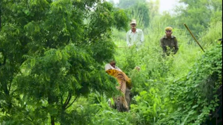 ट्रेकिंग करते वनकर्मी पर बाघ का हमला