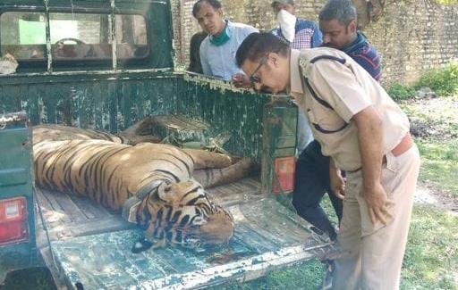 मकुंदरा हिल्स  में बाघ MT3 की मौत