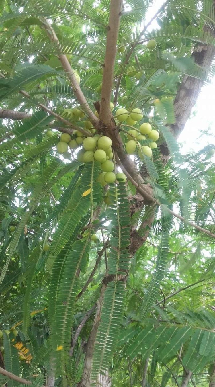सेहत के लिए अति हितकारी है आँवला