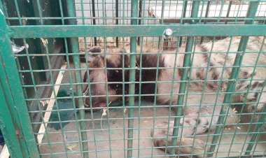 पीडब्ल्यूडी कार्यालय में घुसा जरख वन विभाग की टीम ने ट्रेंकुलाइज कर पकड़ा