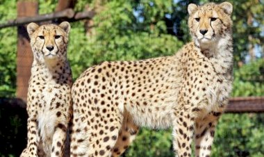 रिलायंस इंडस्ट्रीज लिमिटेड गुजरात के जामनगर में बना रही है दुनिया का सबसे बड़ा चिड़ियाघर