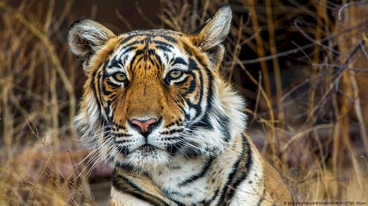 रणथंभौर नेशनल पार्क में बाघ टी 108 के गले में लोहे का फंदा मिला बाघ न मिलने पर विभाग ने रेड अलर्ट जारी किया