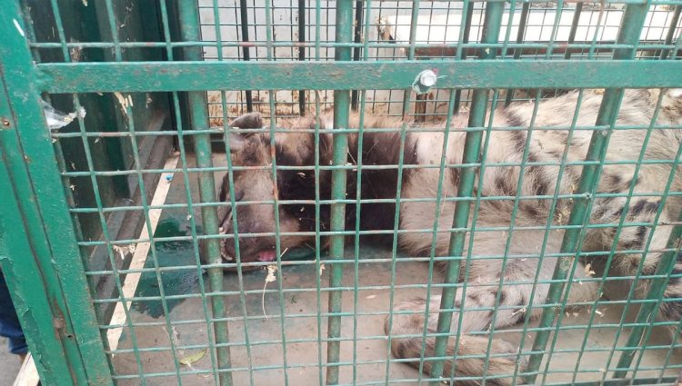 पीडब्ल्यूडी कार्यालय में घुसा जरख वन विभाग की टीम ने ट्रेंकुलाइज कर पकड़ा