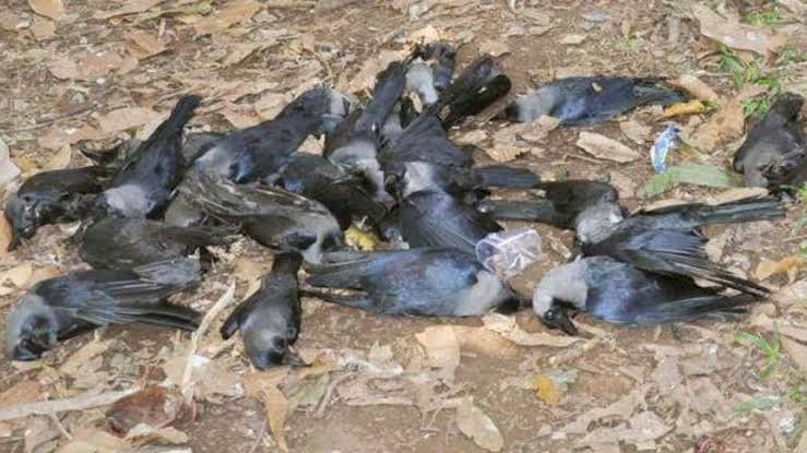 राजस्थान के 5 जिलों में फैला बर्ड फ्लू प्रदेशभर में अलर्ट