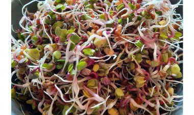 अंकुरित अनाज  के  फायदे |