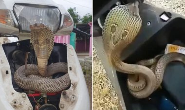 Snake Video: स्कूटी चलाने वाले हो जाएं सावधान, कहीं आपके डिक्की में न छिपा हो खतरनाक सांप; इस घटना ने चौंकाया