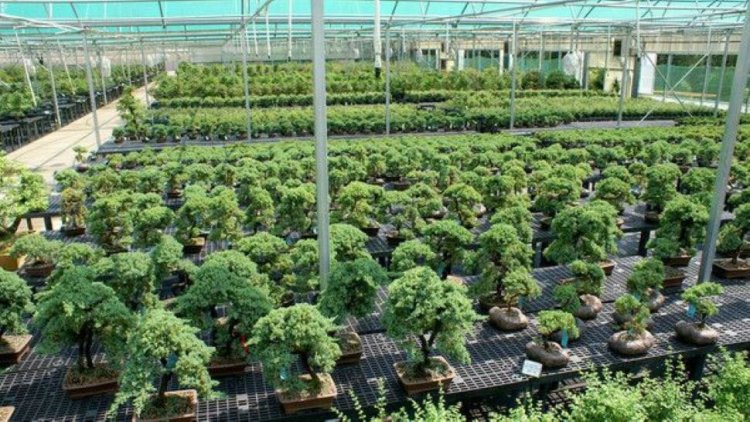 Business Idea: इस पौधे की खेती से बदल जाएगी क‍िस्‍मत! 5 हजार के न‍िवेश पर होगी 4 लाख की कमाई; ये है पूरा तरीका