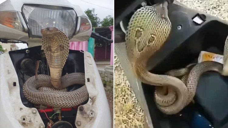Snake Video: स्कूटी चलाने वाले हो जाएं सावधान, कहीं आपके डिक्की में न छिपा हो खतरनाक सांप; इस घटना ने चौंकाया