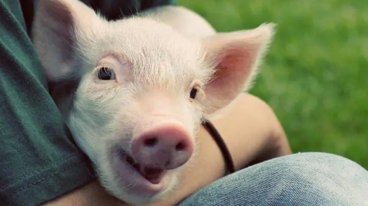 Knowledge News: कीचड़ में ही क्यों घूमते हैं सूअर? इसके पीछे हैं वैज्ञानिक कारण; जानें 5 मजेदार Facts