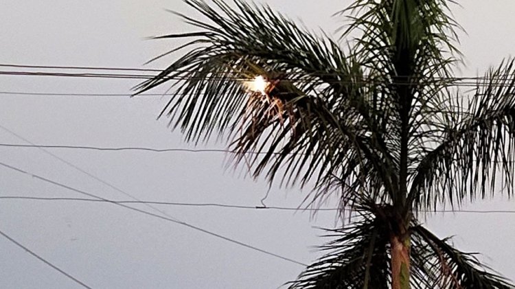 Pruning of Trees: बिजली की लाइन से कितने नीचे होने चाहिए आपके पेड़? जिससे आप हमेशा रहें सुरक्षित, क्या जानते हैं आप
