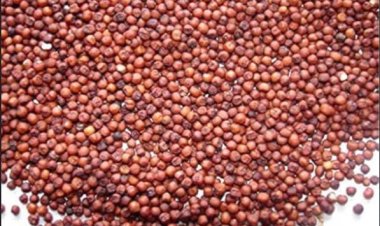 Ragi Face Pack : ग्लोइंग स्किन का न्यू ईयर ट्रेंड है रागी फेस पैक, जानिए इसके फायदे और बनाने का तरीका