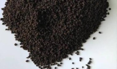 सफेद बालों को जड़ से काला कर सकती है चायपत्ती, इन 3 तरीकों से करें इस्तेमाल