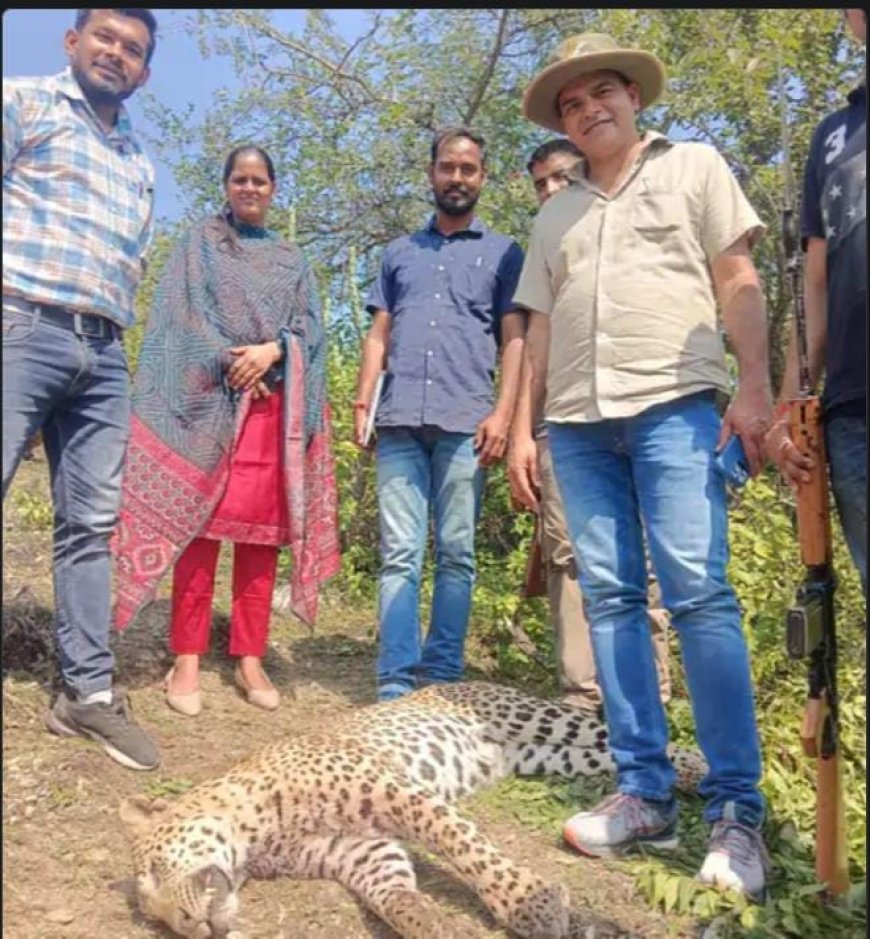 लेपर्ड के गर्दन-पेट में पुलिसकर्मी ने मारी 4 गोलियां:उदयपुर में सर्च के दौरान टीम पर झपटा था आदमखोर, जहां महिला को मारा वहीं शूटआउट