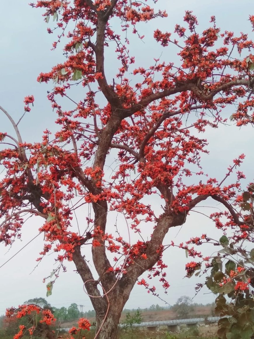 पलाश के चमत्कारी गुण !